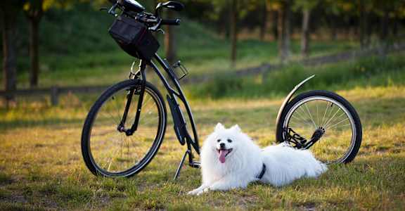 A white dog is lying next to a black bicycle. at Park 146, Aurora, 80011