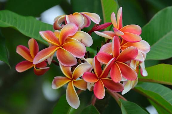 A cluster of pink and yellow flowers with green leaves in the background.