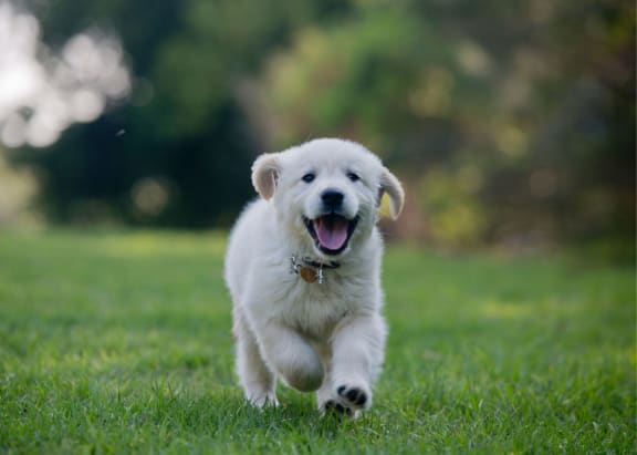 a white puppy running through the grass at Coventry Heights Senior, Westminster, 92683
