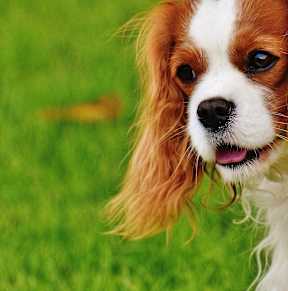 A dog with brown and white fur is looking to the side.