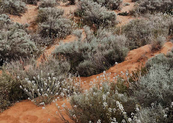 A desert landscape with small white flowers and green shrubs.