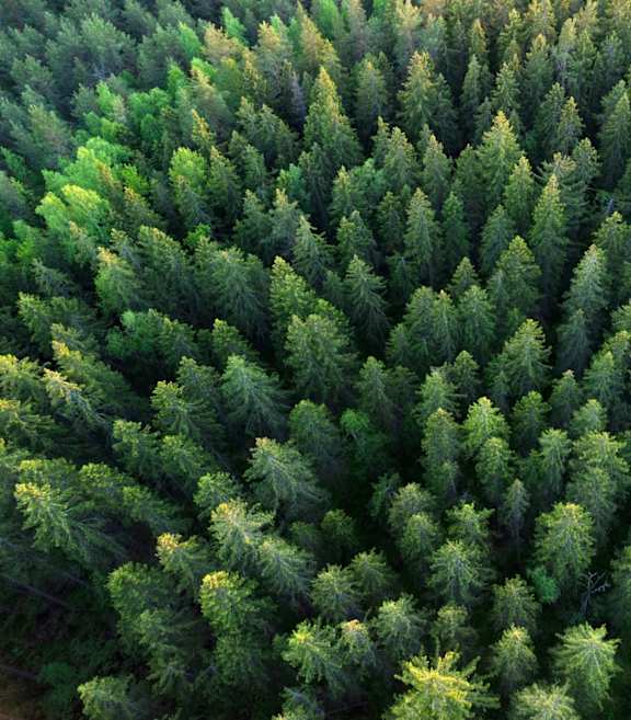 Aerial View of Forest