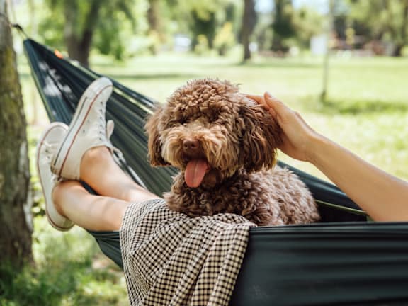 Person Laying in Hammock with Dog