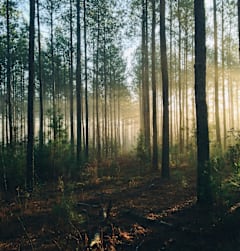 A forest with tall trees and sunlight filtering through the leaves.