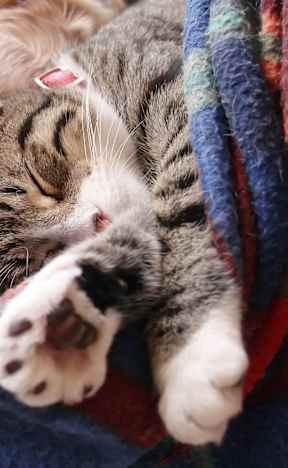 Cat Laying on Blanket Next to Dog Sleeping