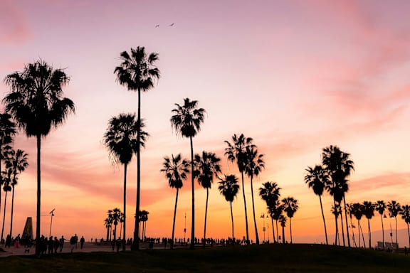 A group of palm trees are silhouetted against a sunset sky.