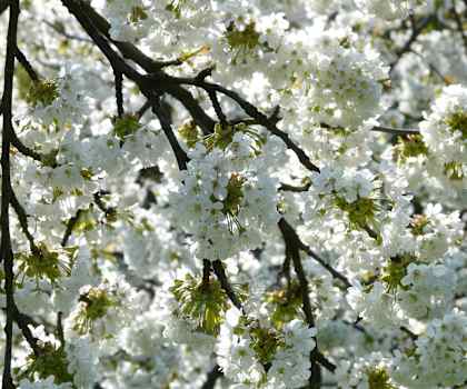A close-up of a tree adorned with delicate white flowers in full bloom.