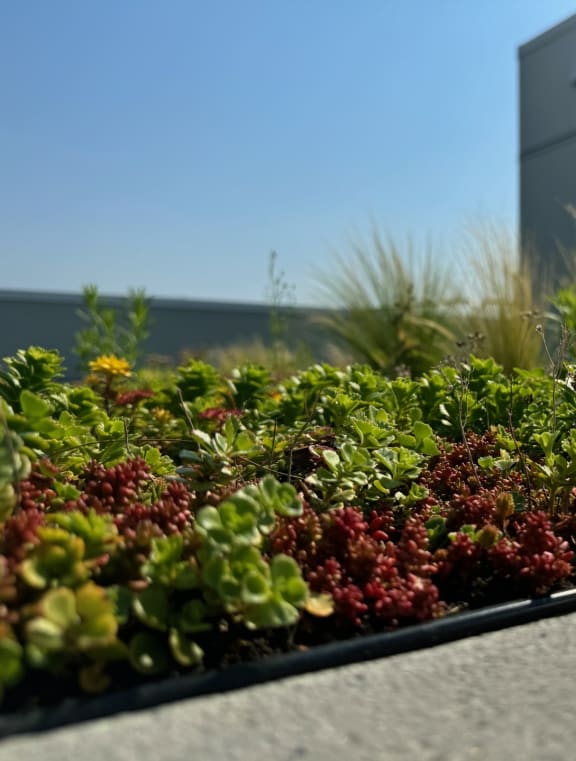 a landscaped garden on the side of a building at Junction Central, Washington