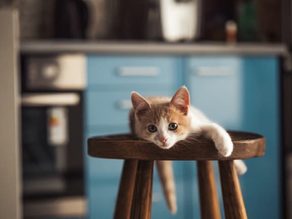 a orange and white cat laying on a wooden stool