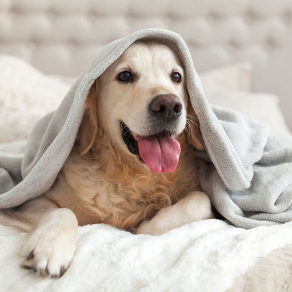 dog under a blanket  Woodland Village Apartments , Woodland California