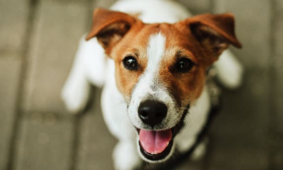 Adorable Brown and White Dog Sitting and Smiling at Camera