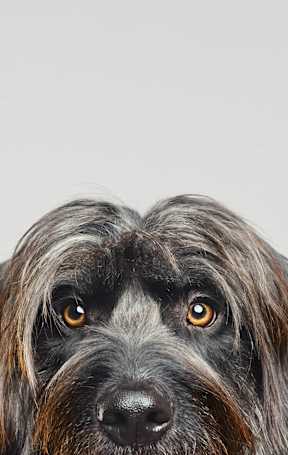 A dog with a black and brown coat and striking yellow eyes.