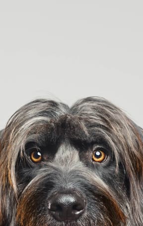 Lincoln Property Company Lovely Dog