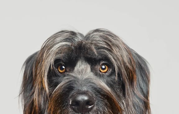 Lincoln Property Company Lovely Dog