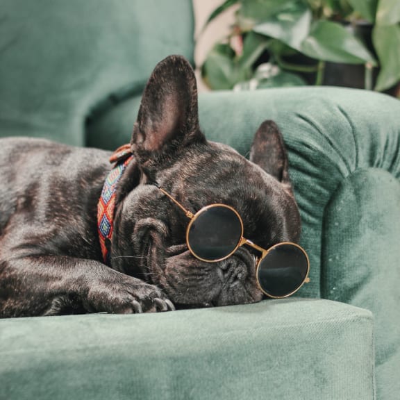 Adorable Small Dog Wearing Sunglasses Laying on Sofa