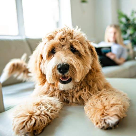 Adorable Dog Laying on Sofa with Owner