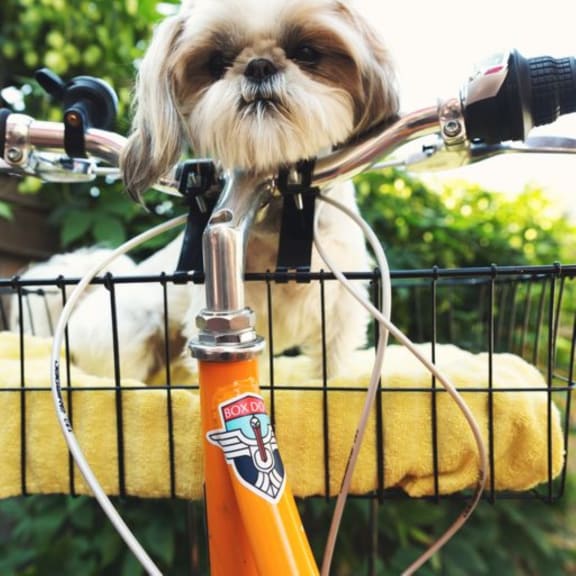 Adorable Small Dog Sitting in Basket on Bike