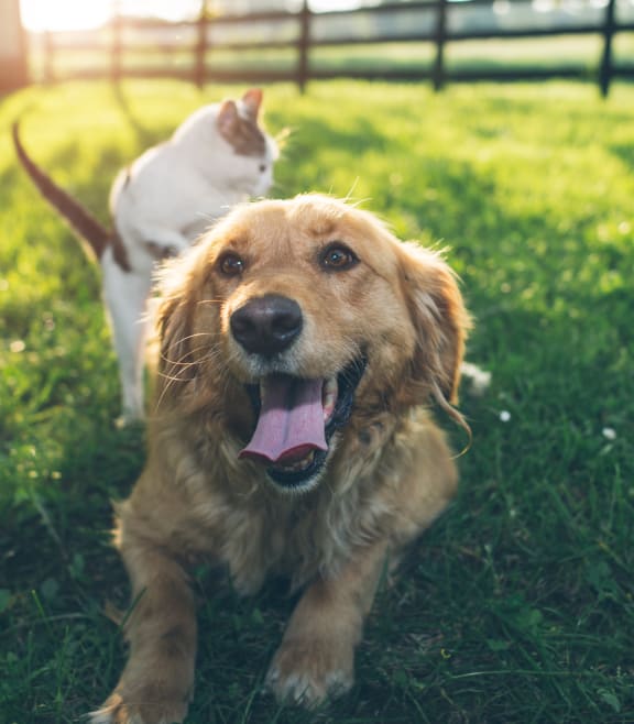 a dog and a cat laying in the grass at Estates at Heathbrook, Florida, 34474