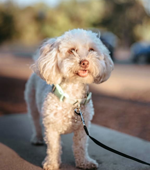 White Dog Standing on Sidewalk