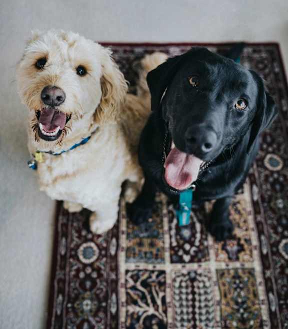 Two dogs sitting on a patterned rug.