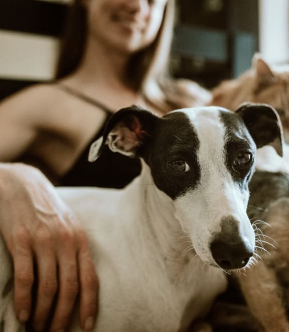 Adorable Dog Sitting on Owner's Lap