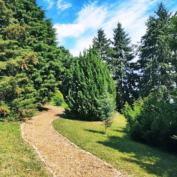 A winding dirt path through a lush green forest.