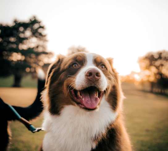 Happy Dog Sitting in Grass with Tongue Out