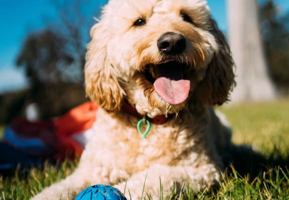 Adorable Dog Laying in Grass with Ball