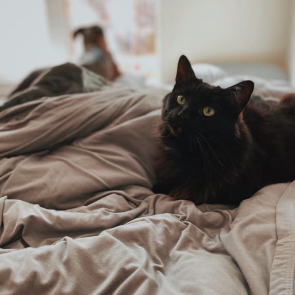 a black cat laying on top of a bed