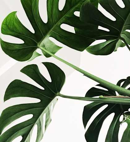 Stock image of plant leaves