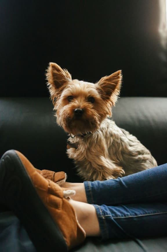 a dog sitting on a couch with its owner