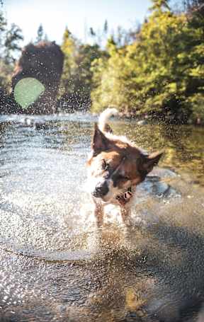 Adorable Dog Standing in River Shaking off Water
