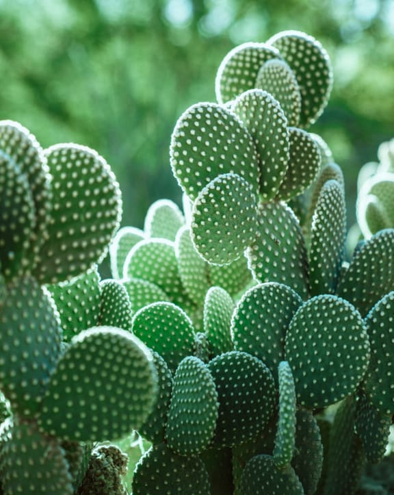 Close Up View of Green Cactus