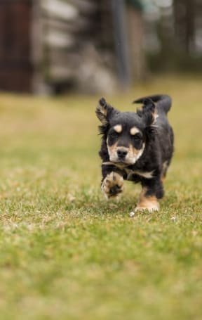 a black and brown dog running through the grass