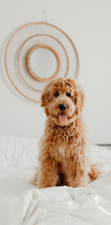 A brown dog is sitting on a white bed.