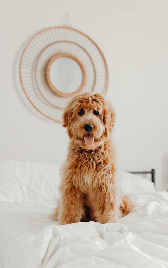 A brown dog is sitting on a white bed.