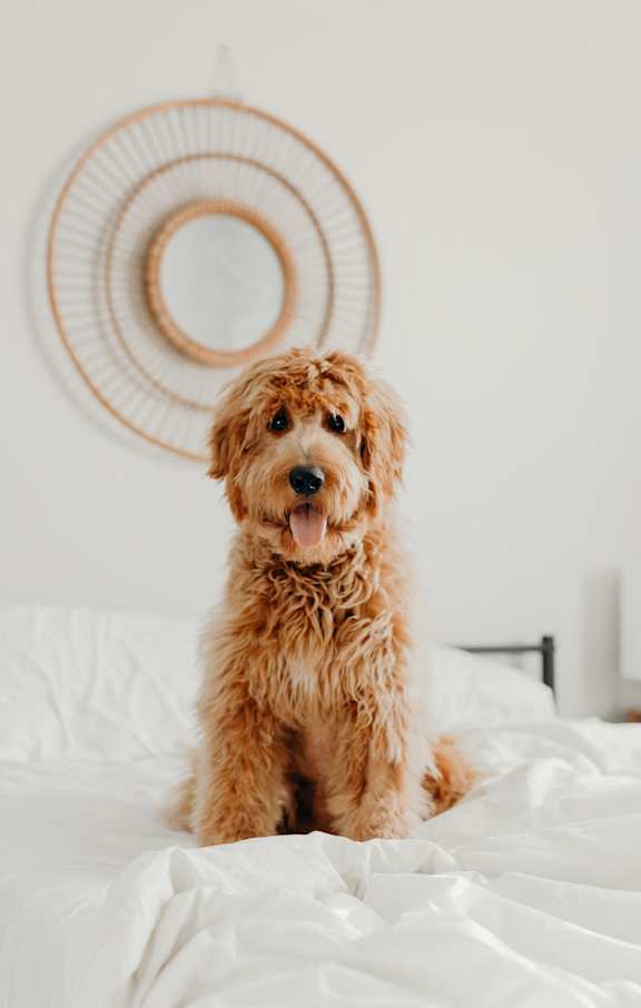 A brown dog is sitting on a white bed.