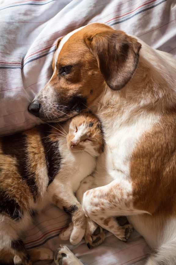 A dog and a cat are cuddling together on a bed.