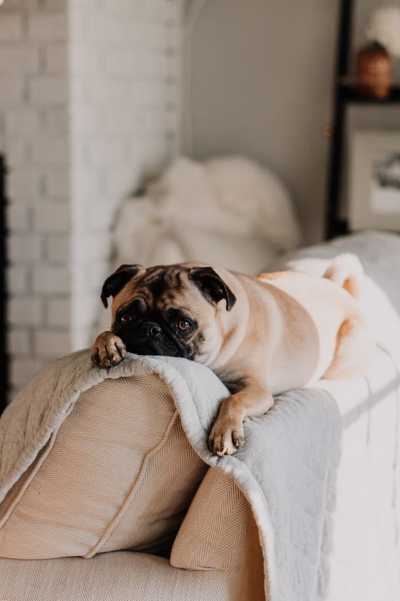 a pug dog laying on top of a couch