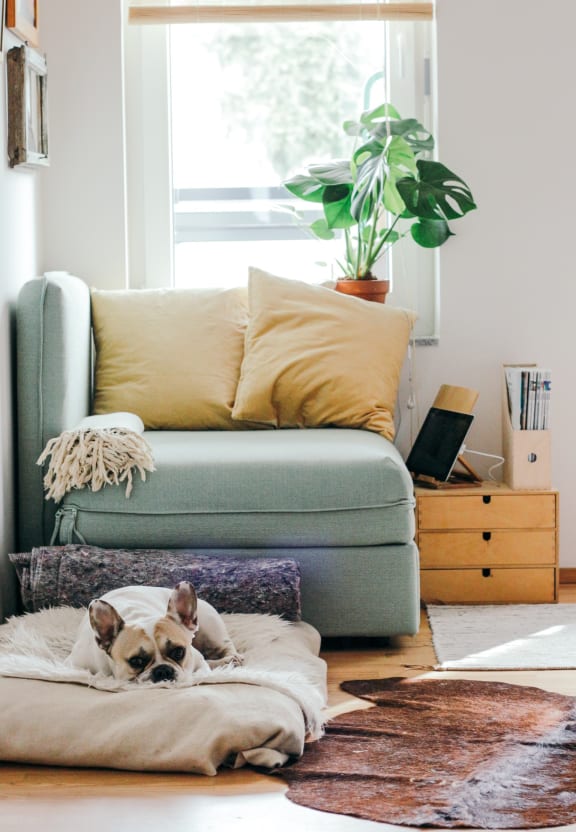 Adorable Dog Laying on Dog Bed in Living Room