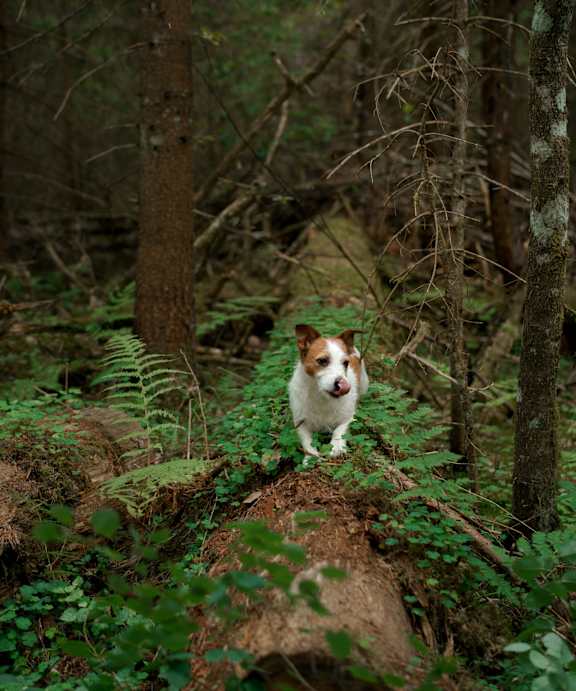A dog is standing on a rock in a forest.