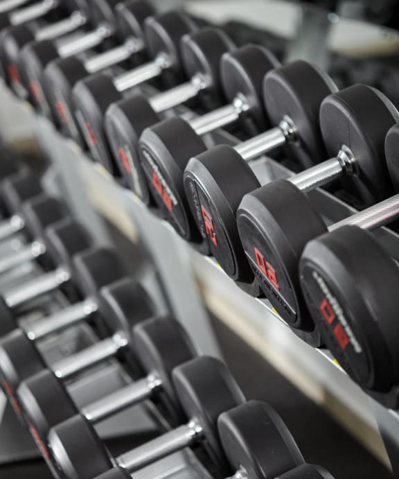 a row of dumbbells in a gym