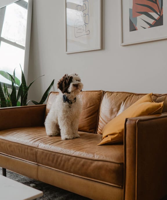 Small Dog Sitting on Sofa in Living Room