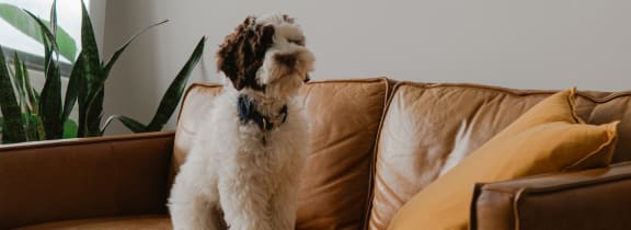 Adorable Dog Sitting on Sofa in Living Room
