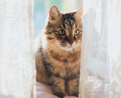 Tabby Cat  at Rivers Landing Apartments, PRG Real Estate, Hampton, Virginia