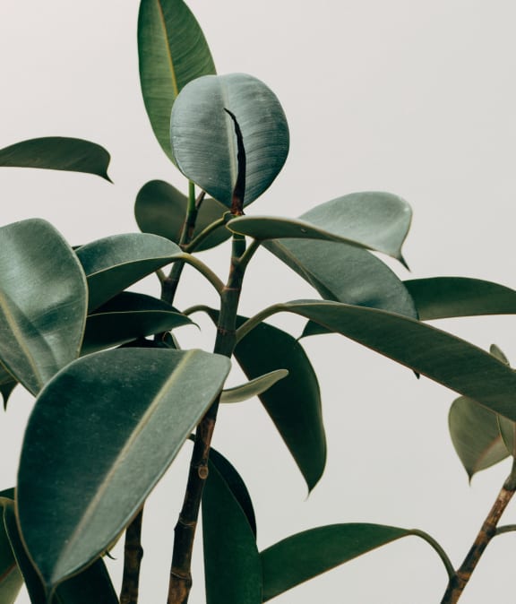 Stock image of plant