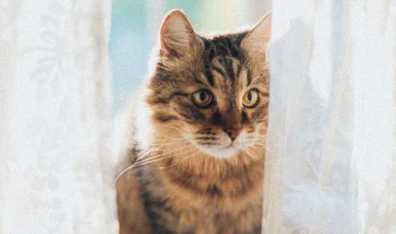 Tabby Cat  at Rivers Landing Apartments, PRG Real Estate, Hampton, Virginia