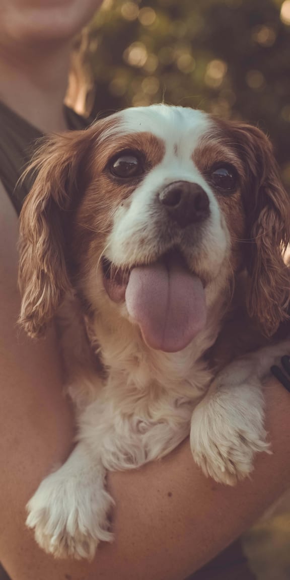 a brown and white dog sticking its tongue out at Sonder Fields in Happy Valley, OR