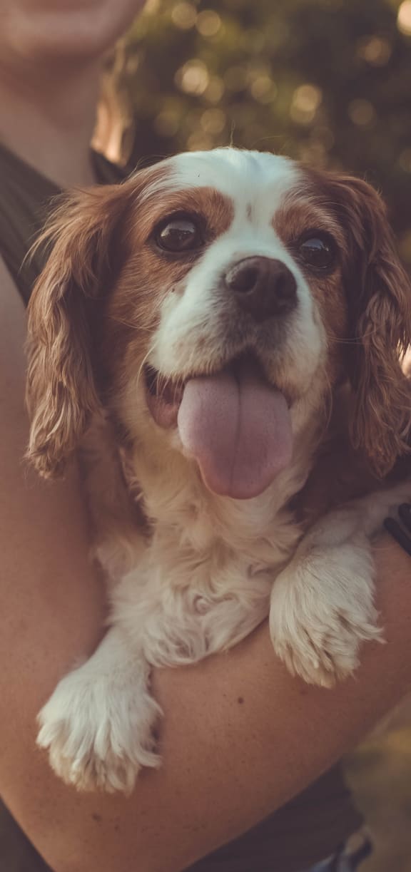 Woman Holding Adorable Dog