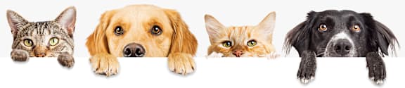 Four animals peeking over a white surface.